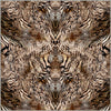Square Rugs