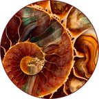 Round Rugs